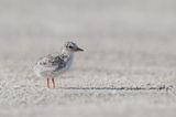 Petite sterne -- Least Tern