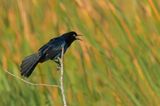 Quiscale des marais, mle -- Boat-tailed Grackle, male