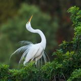 Grande aigrette -- Great Egret