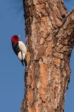 Pic  tte rouge -- Red-headed Woodpecker