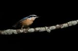 Sittelle  poitrine rousse -- Red-breasted Nuthatch
