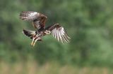 Milan des marais -- Snail kite