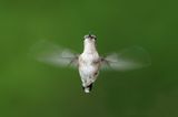 Colibri  gorge rubis -- Ruby-throated Hummingbird