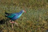 Talve  tte grise -- Grey-headed Swamphen