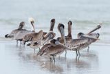 Plican brun -- Brown pelican