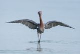 Aigrette rousstre -- Reddish Egret
