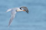 Sterne royale -- Royal tern