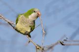 Conure veuve (Floride) -- Monk parakeet(Florida)