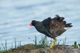 Gallinule poule deau -- Common Moorhen