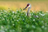 Grue du Canada -- Sandhill Crane
