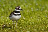 Pluvier kildir -- Killdeer