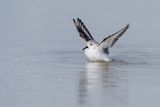 Bcasseau sanderling -- Sanderling