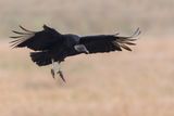 Urubu noir -- Black vulture