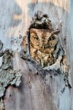 Petit-duc macul, de forme rousse -- Eastern Screech Owl, red morph