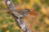 Bruant  gorge blanche -- White-Throated Sparrow