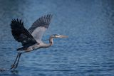 Grand hron -- Great Blue Heron