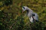 Grand hron -- Great Blue Heron