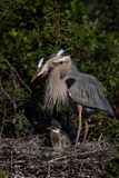 Grand hron -- Great Blue Heron