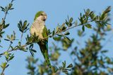 Conure veuve (Floride) -- Monk parakeet (Florida)