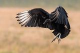 Urubu noir -- Black vulture