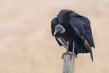 Urubu noir -- Black vulture