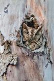 Petit-duc macul, de forme rousse -- Eastern Screech Owl, red morph