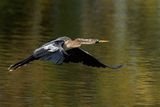 Anhinga dAmrique -- Anhinga