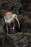 Ibis blanc juvnile -- American White Ibis, juvenile