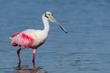 Spatule rose -- Roseate Spoonbill