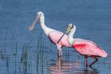 Spatule rose -- Roseate Spoonbill
