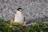 Petite sterne -- Least Tern
