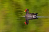 Gallinule poule deau -- Common Moorhen