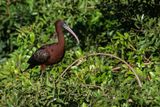 Ibis falcinelle -- Glossy ibis