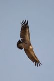 788A0006.Vale gier 08-05-23 Extremadura.jpg