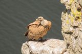 788A9979.Vale gier 08-05-23 Extremadura.jpg