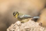 788A1391.Pimpelmees 12-05-23 Extremadura.jpg
