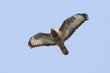 788A4747.Steppebuizerd 20-09-23 Batumi Georgie