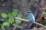 788A8551 ijsvogel vrouw 17-04-24 Schiedam.jpg
