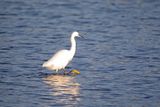 788A2775 Kleine zilverreiger 03-11-24 Nieuwe driemanspolder.jpg