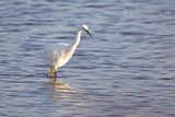 788A2778 Kleine zilverreiger 03-11-24  Nieuwe driemanspolder.jpg