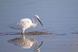 788A2924 Kleine zilverreiger 03-11-24 Nieuwe driemanspolder.jpg