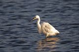 788A2791 Kleine zilverreiger  03-11-24 Nieuwe driemanspolder.jpg