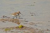 788A3129 bonte strandloper ameland 10-09-23.jpg