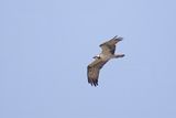 788A7012 Visarend, Crezeepolder, 13-08-2025.jpg