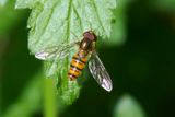 Episyrphus balteatus