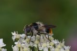 Cheilosia illustrata