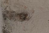 Parasteatoda tepidariorum