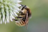 Bombus sylvarum