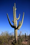 Saguaro cactus