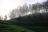 The Dambatenne tea plantation